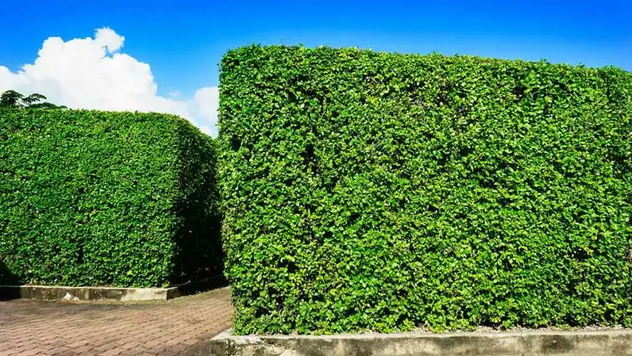 提升城市生活质量！重视市政园林管理存在的问题