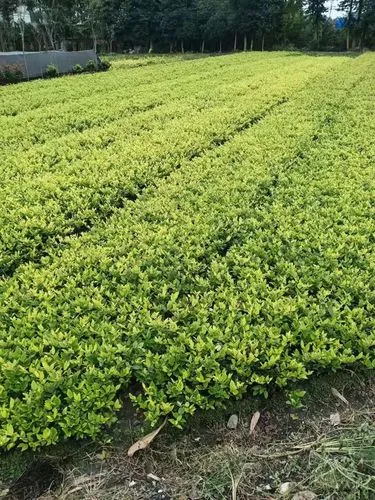 上海附近园林绿化工程